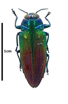 Image of Belionota sumptuosa Gory & Laporte 1838