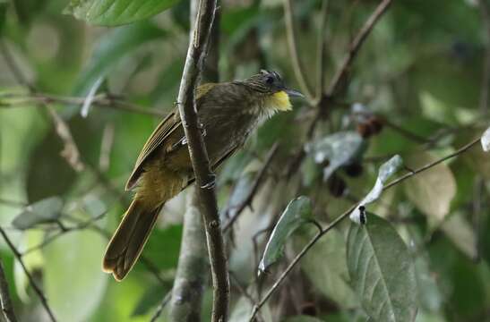 صورة Criniger barbatus (Temminck 1821)