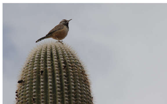 Image of Cactus Wren