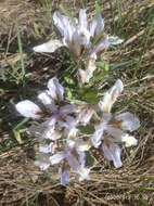 Image of Iris glaucescens Bunge