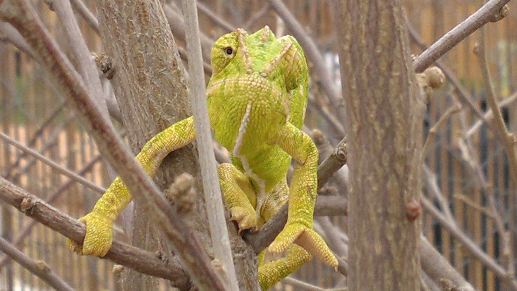 Image de Caméléon commun