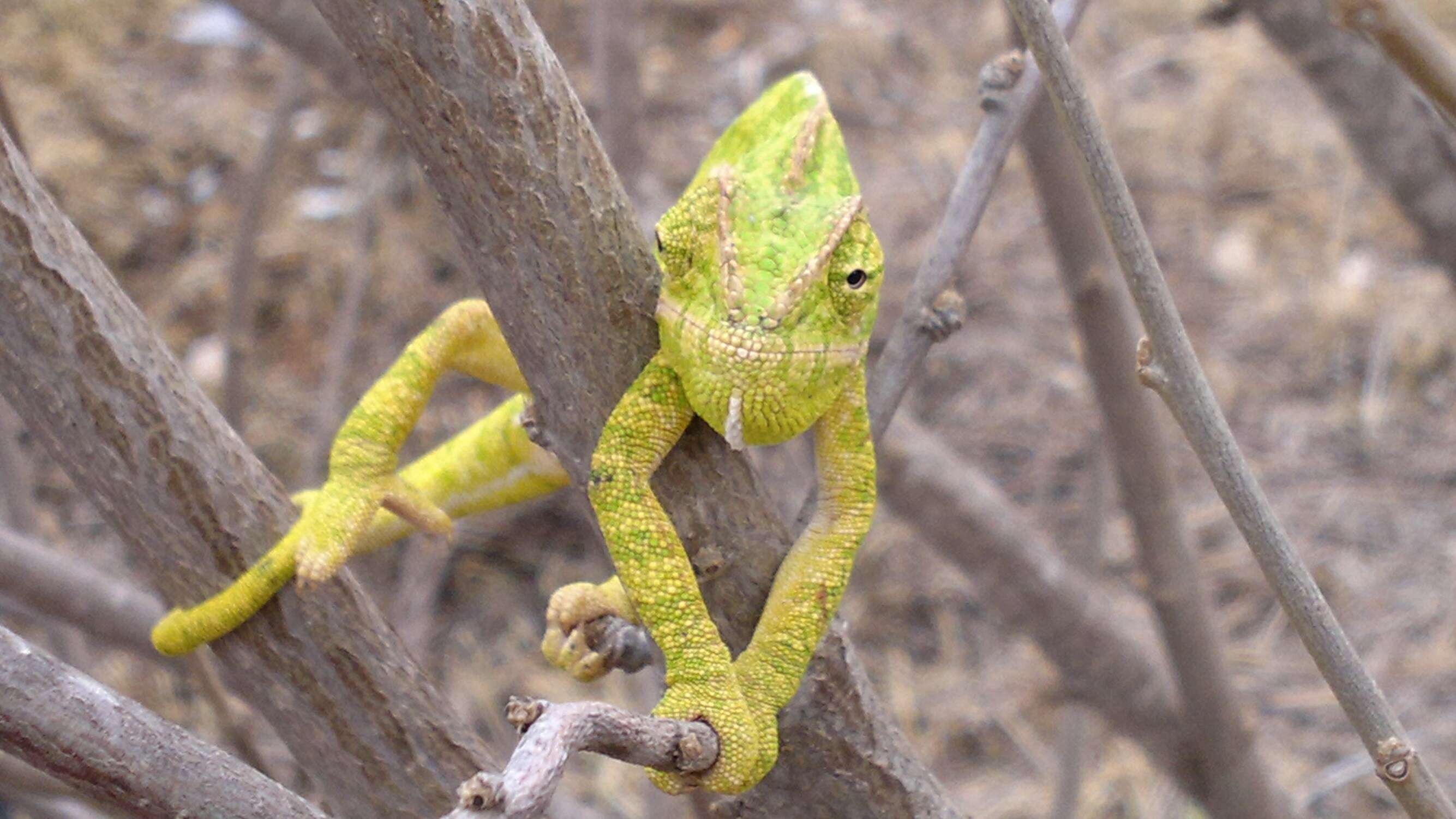 Image de Caméléon commun