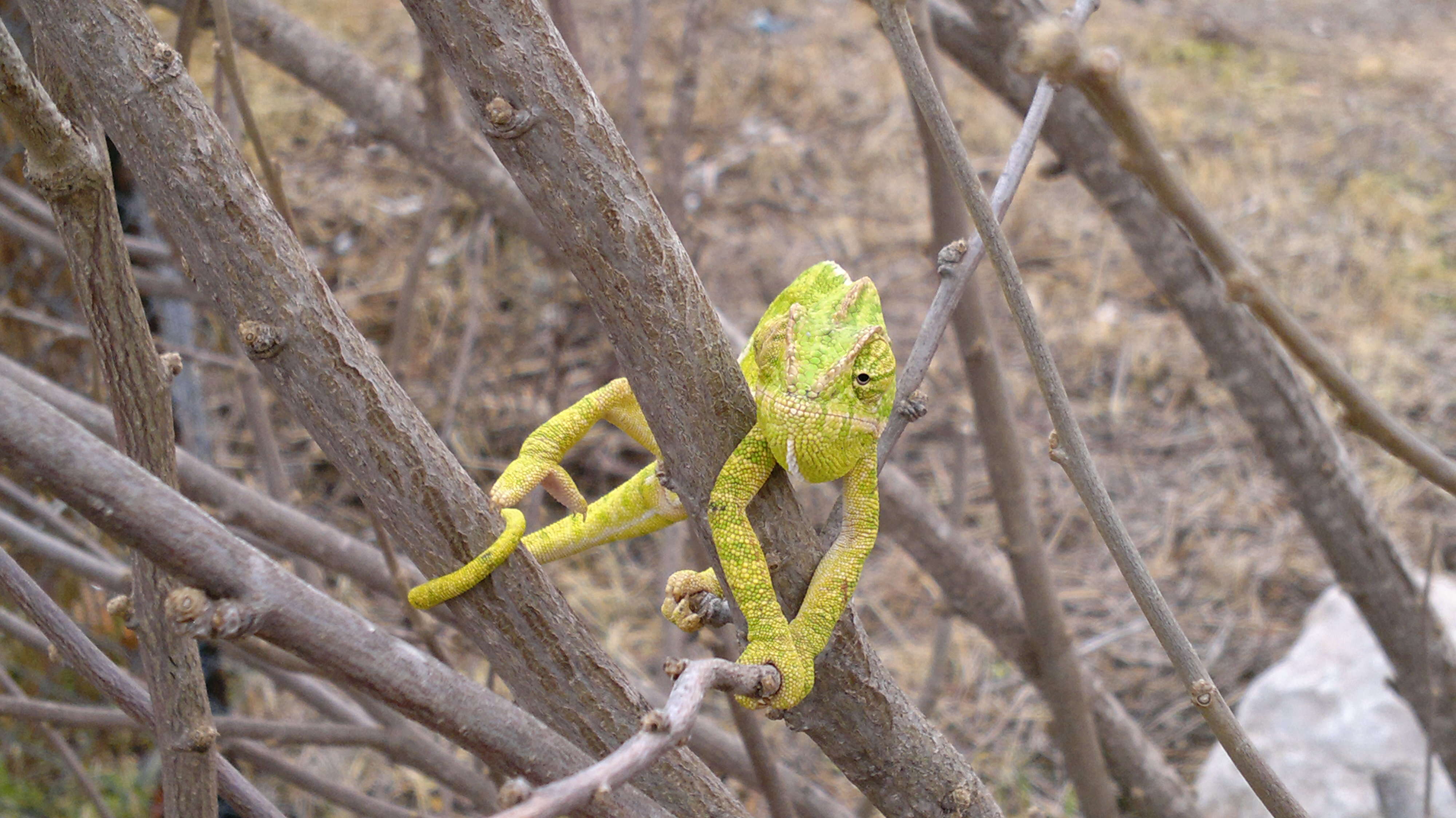 Image de Caméléon commun