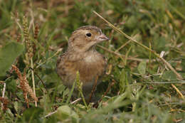 Image of Rhynchophanes Baird & SF 1858