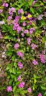 Image of hairy phlox