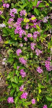 Image of hairy phlox