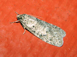 Image of Dull Flatbody Moth