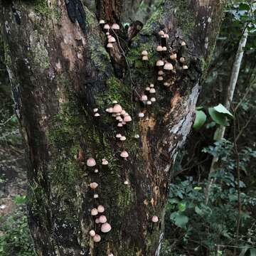 Image of Mycena parsonsiae G. Stev. 1964