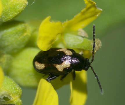 Image of Striped flea beetle