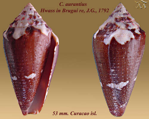 Imagem de Conus aurantius Hwass ex Bruguière 1792