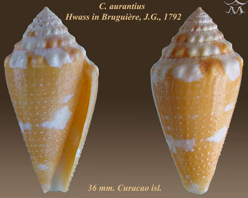 Imagem de Conus aurantius Hwass ex Bruguière 1792