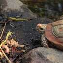 Homopus areolatus (Thunberg 1787) resmi