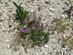 Image of red sandspurry