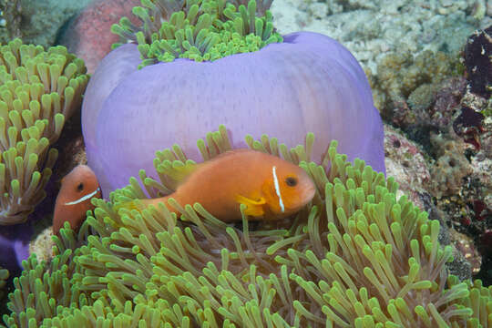 Image of Maldive anemonefish