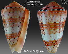 Image of Conus aurisiacus Linnaeus 1758