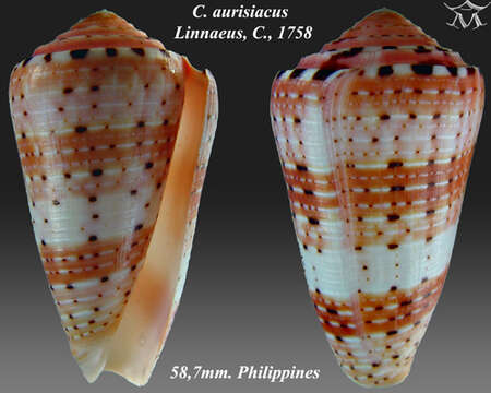 Image de Conus aurisiacus Linnaeus 1758