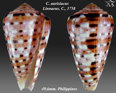 Image of Conus aurisiacus Linnaeus 1758