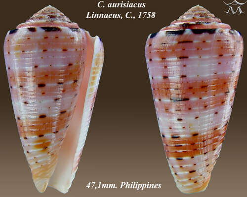 Image of Conus aurisiacus Linnaeus 1758