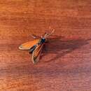 Image of Spotted Oleander Caterpillar Moth