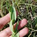 Sivun Eustoma exaltatum subsp. russellianum (Hook.) Kartesz kuva