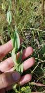 Image of showy prairie gentian