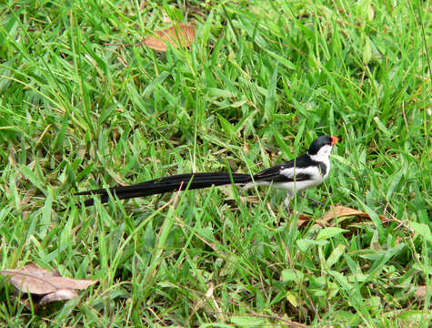 Image of Pin-tailed Whydah