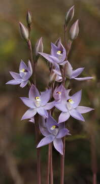 Image of Kath's sun orchid