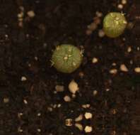 Image of peyote