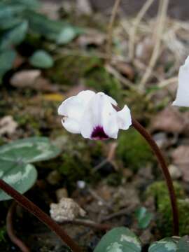 Image of Cyclamen coum Miller