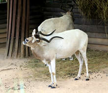 Image of Addax Laurillard 1841