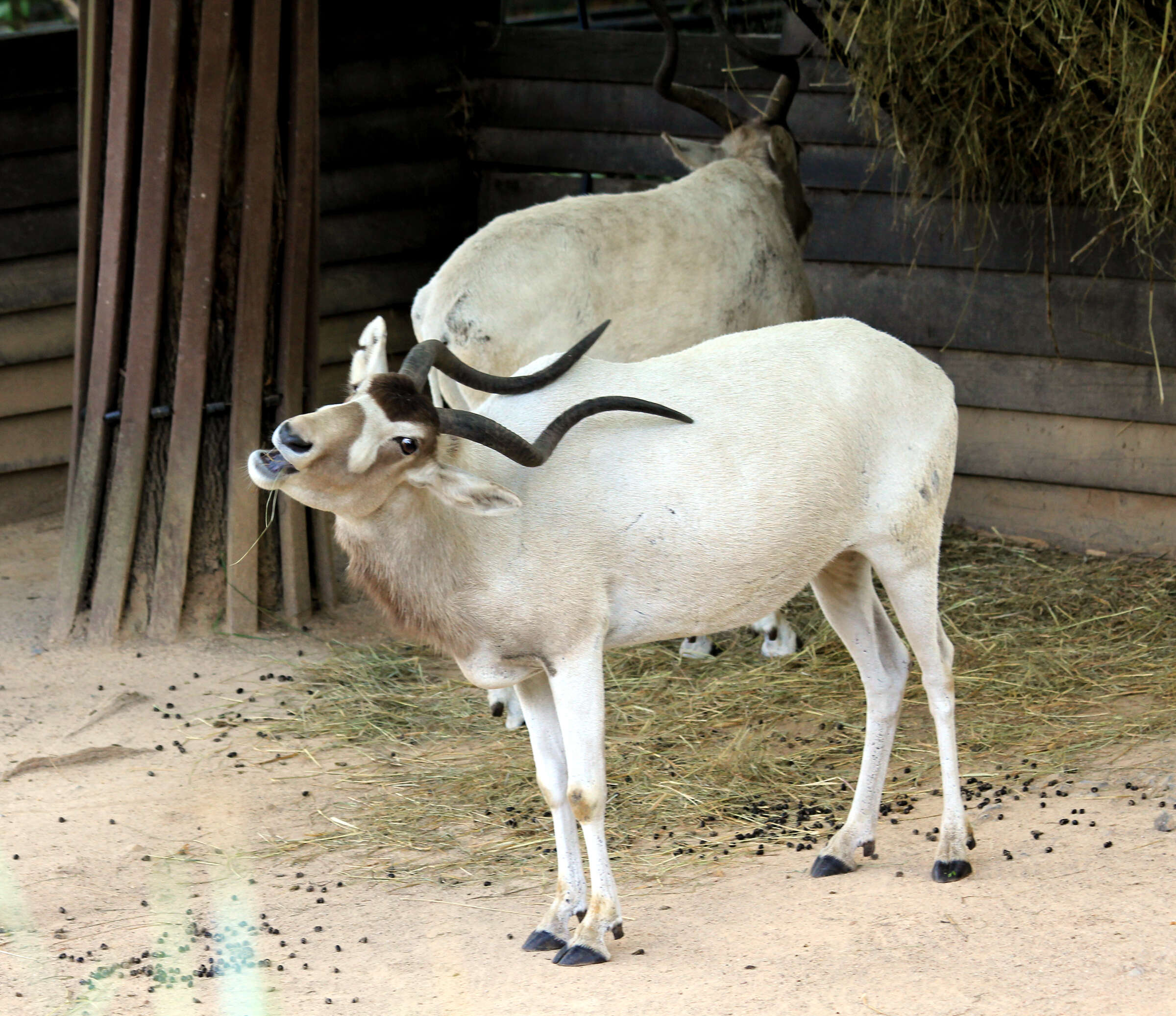 Image of Addax Laurillard 1841