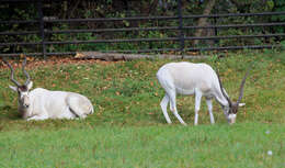 Image of Addax Laurillard 1841