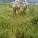 صورة Andropogon bicornis L.