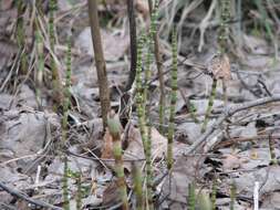 Image of Shady Horsetail