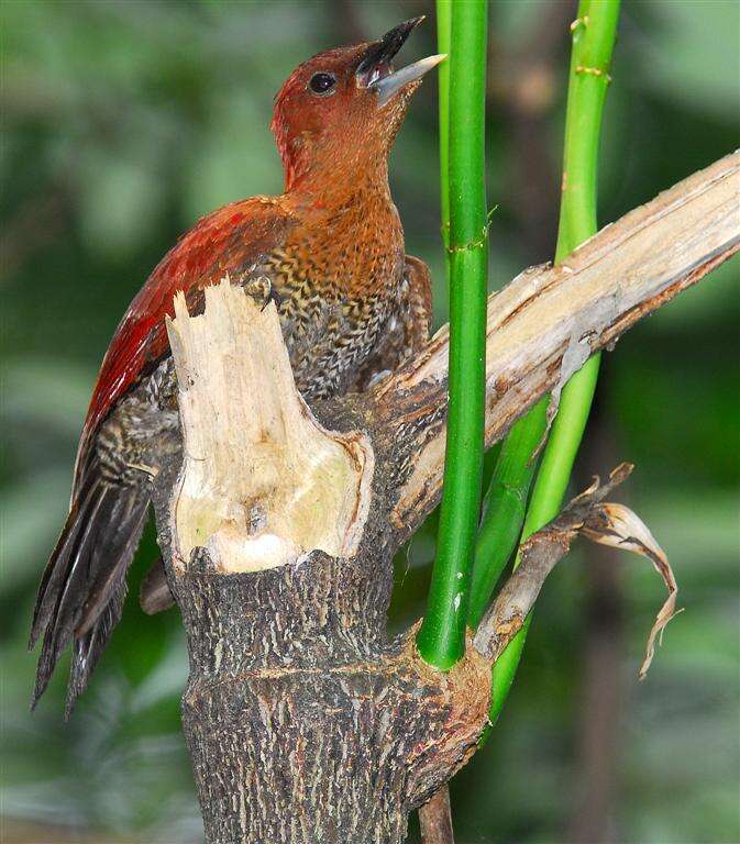 Image of Picus miniaceus