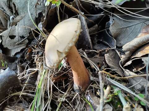 Imagem de Tylopilus intermedius A. H. Sm. & Thiers 1971