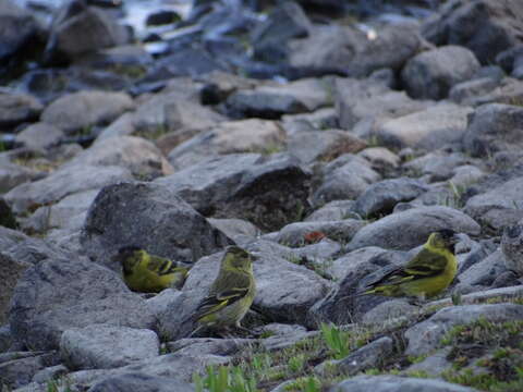 Image of Black-chinned Siskin