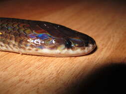 Image of sunbeam snakes