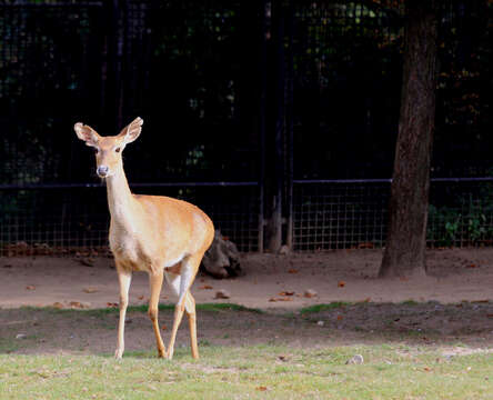 Image of Eld’s deer