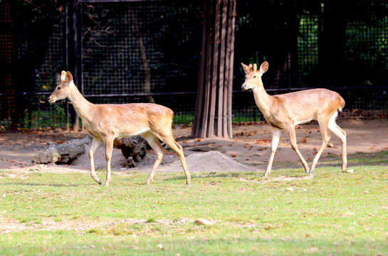 Image of Eld’s deer