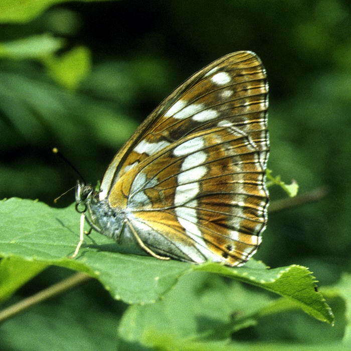 Limenitis amphyssa Ménétriés 1859 resmi