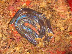 Image of sunbeam snakes