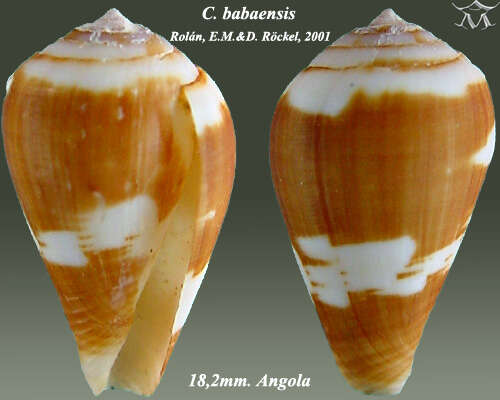 Image de Conus babaensis Rolán & Röckel 2001