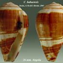 Image of Conus babaensis Rolán & Röckel 2001