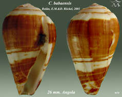 Image of Conus babaensis Rolán & Röckel 2001