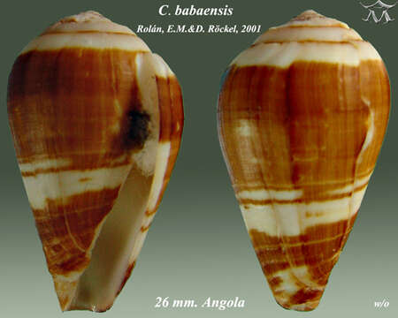 Image de Conus babaensis Rolán & Röckel 2001