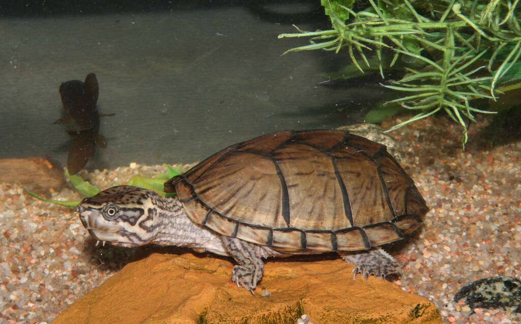 Image of Common Musk Turtle