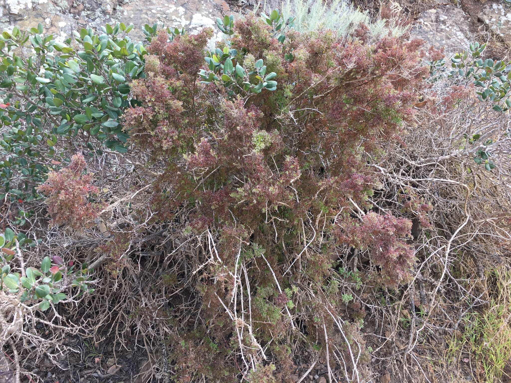 Image of Santa Catalina Island bedstraw