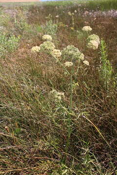 Image of spotted water hemlock