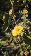 Imagem de Abutilon californicum Benth.